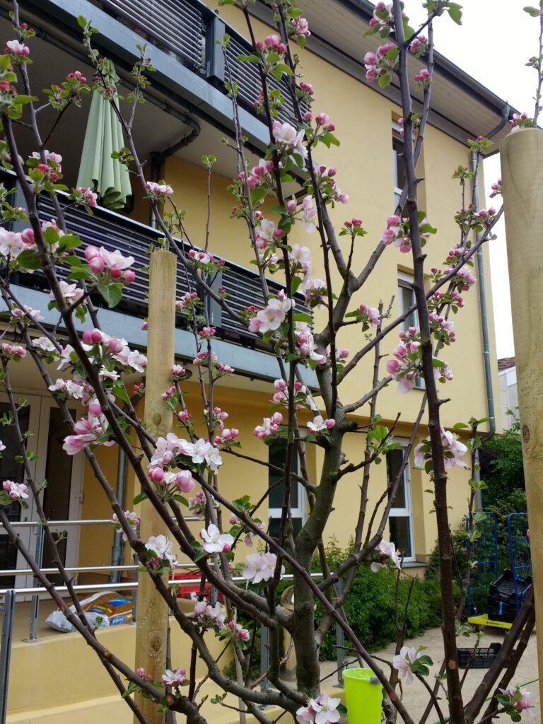 Apfelblüte im Garten hinter Haus Katharina
